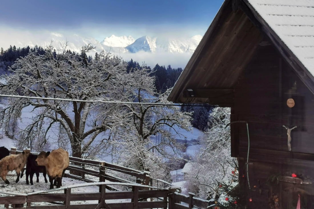 Unsere Tiere im Winter 