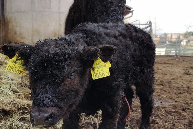 Am Bauernhof Lutzmannhof ist immer etwas los 