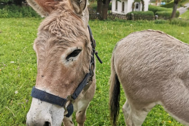 Unsere Esel lieben die Weide