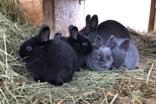 Unsere Hasen am Lutzmannhof in der Steiermark