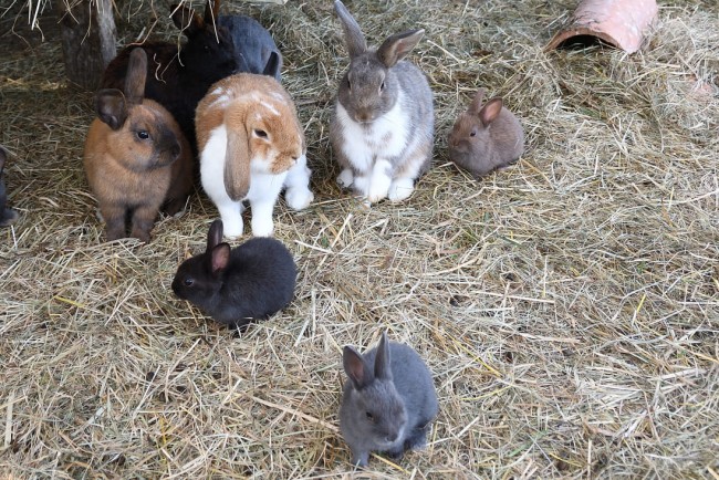 Hasen und Hasenbabys am Lutzmannhof