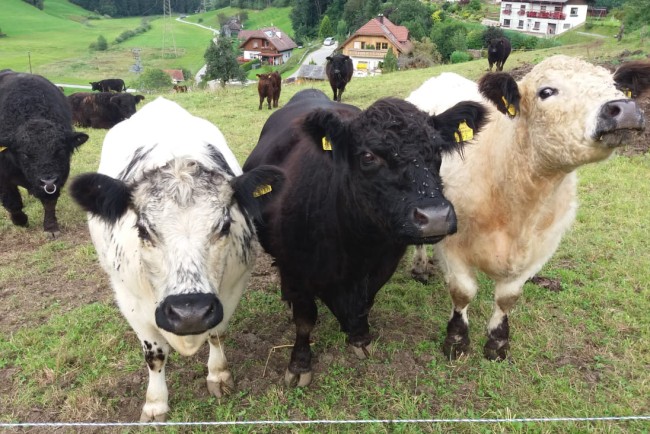 Unsere Kühe auf der Weide