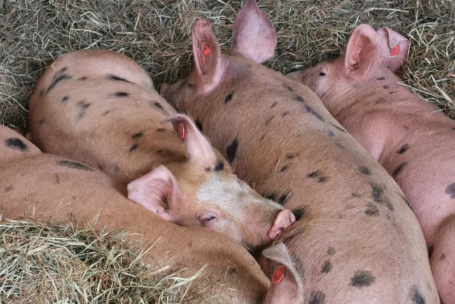 Schweine vom Bauernhof Lutzmannhof