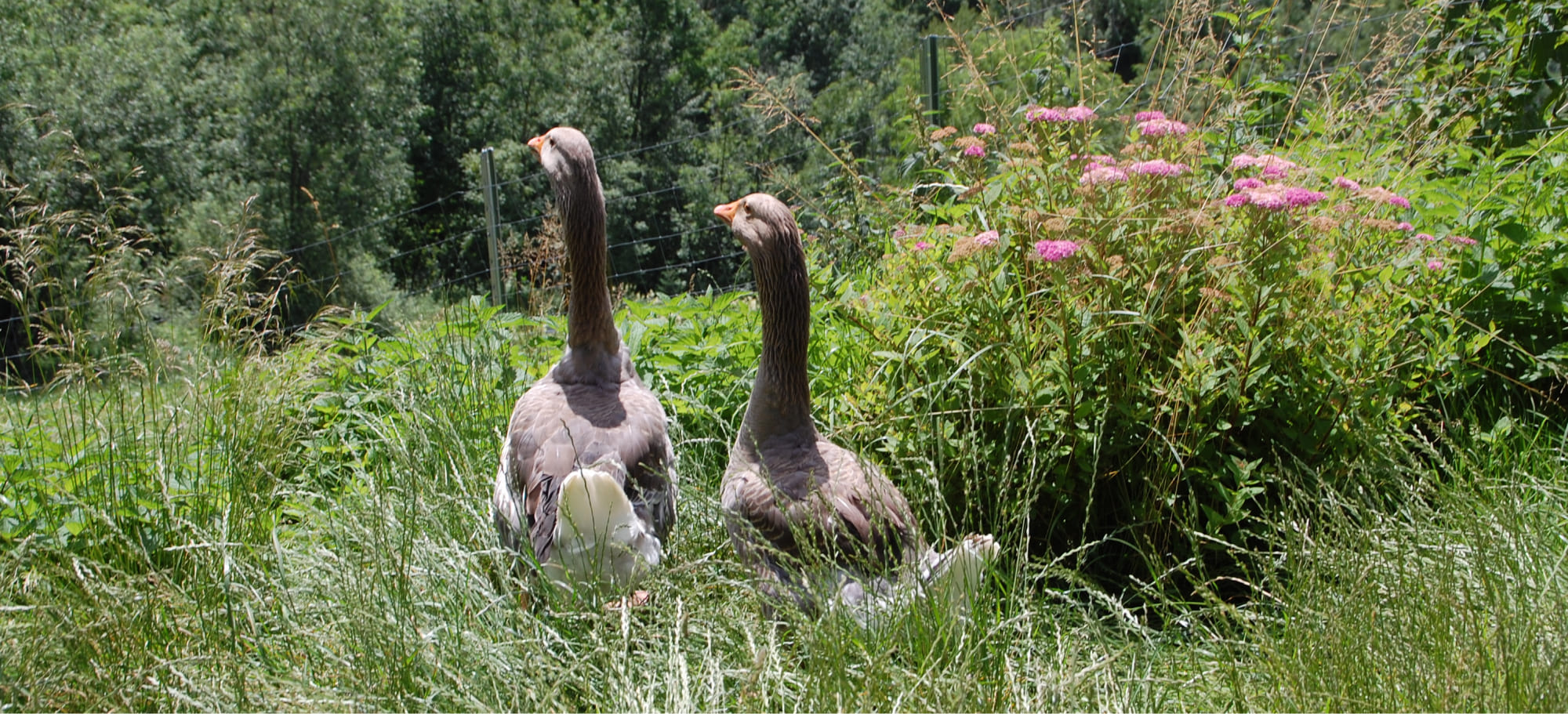 Gänse in der Wiese am BIO-Bauernhof Lutzmannhof in Irdning, Steiermark