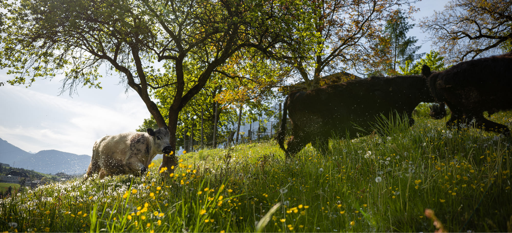 Tiere auf der Weide am Bauernhof Lutzmannhof in Irdning, Steiermark