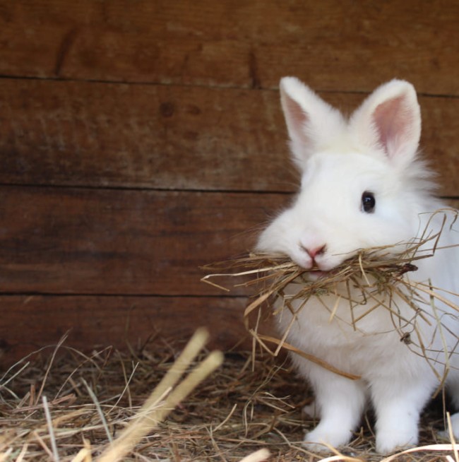 Hase im Stall am BIO-Bauernhof Lutzmannhof in Irdning, Steiermark