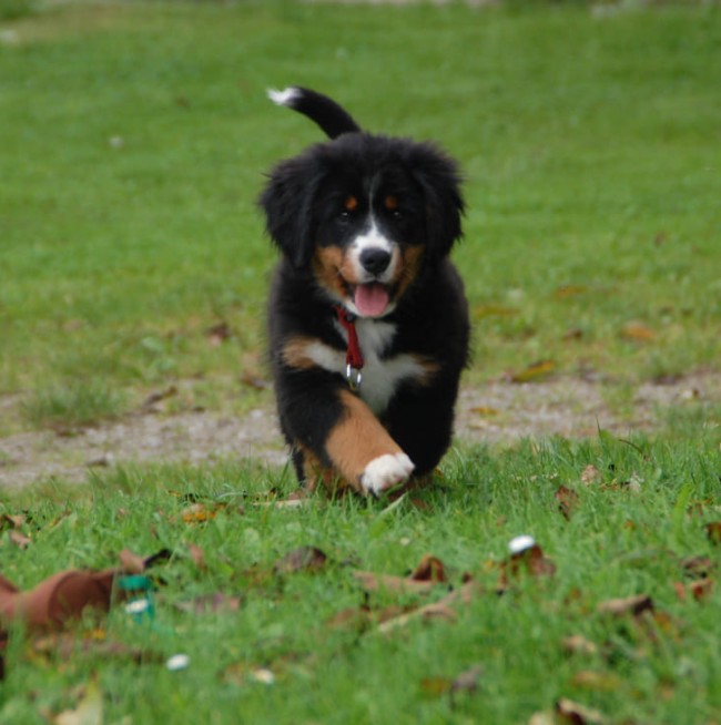 Hund vom BIO-Bauernhof Lutzmannhof in Irdning, Österreich