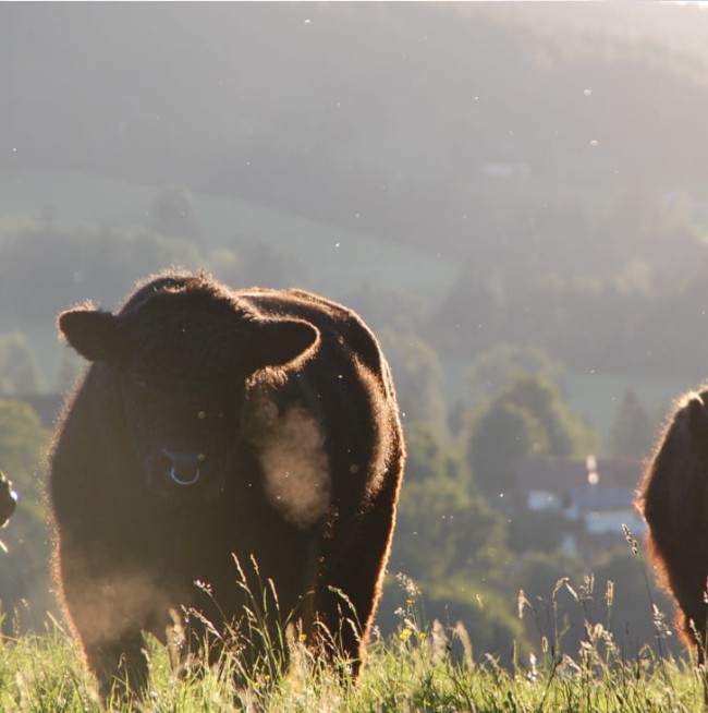 Stiere auf der Weide am BIO-Bauernhof Lutzmannhof in Irdning, Steiermark