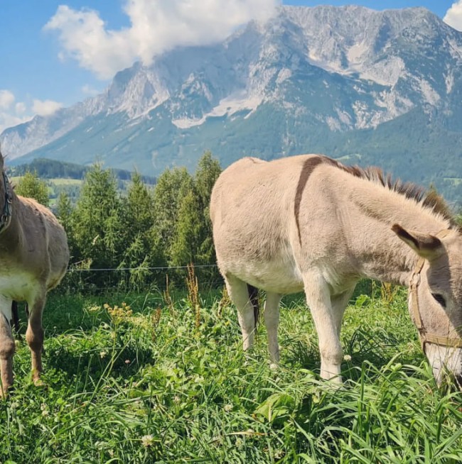 Unsere Esel auf der Weide vor dem Glampingbus Lindwurm