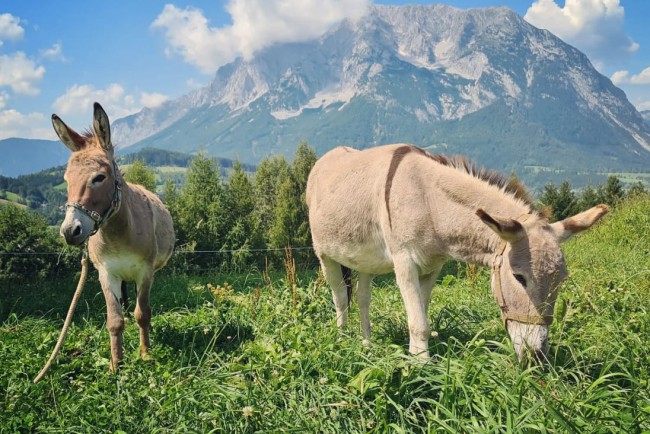 Eseln am Bauernhof Lutzmannhof in Irdning