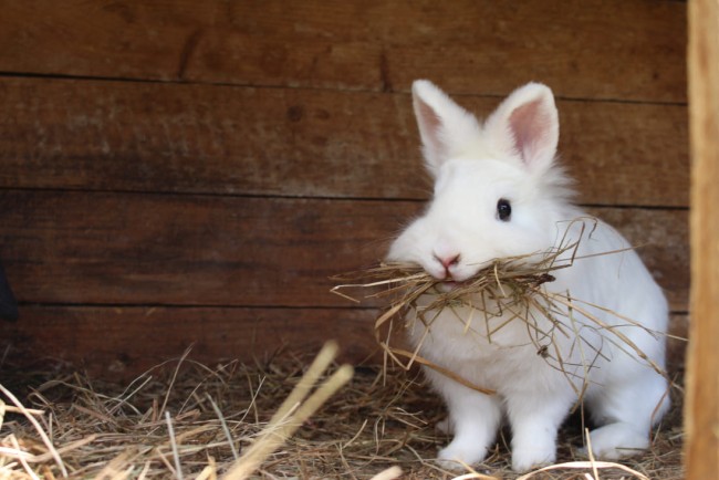 Süßer Hase am BIO-Bauernhof Lutzmannhof in Irdning, Österreich