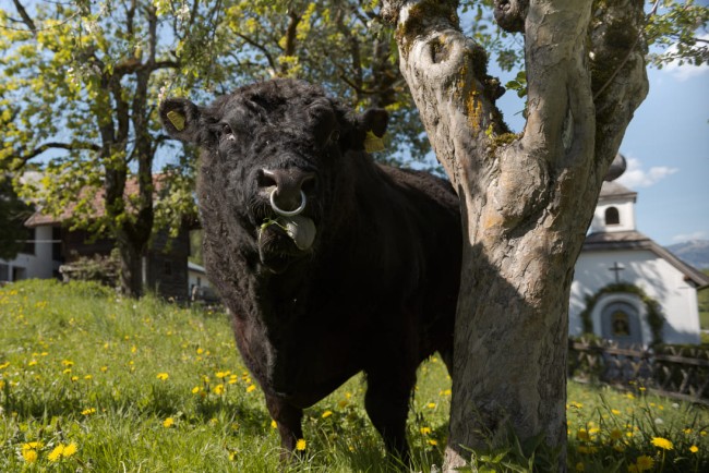 Stier auf der Weide am Bauernhof Lutzmannhof in Irdning, Österreich