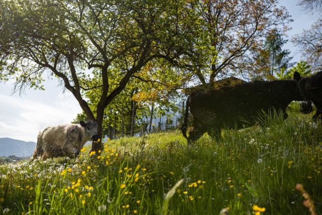 Kühe auf der Weide am BIO-Bauernhof Lutzmannhof in Irdning, Steiermark