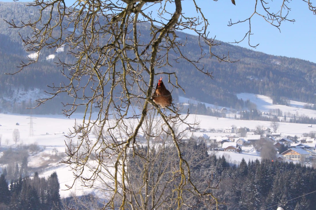 Huhn im Baum am Bauernhof Lutzmannhof