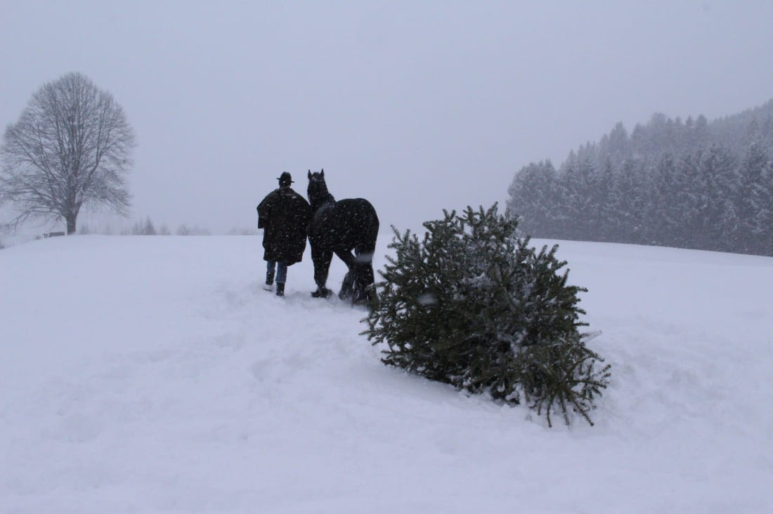 Feldarbeit mit dem Pferd am Bauernhof